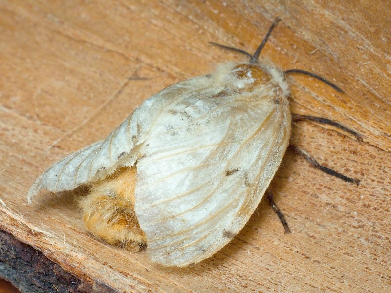 Lymantria dispar (Linnaeus, 1758)